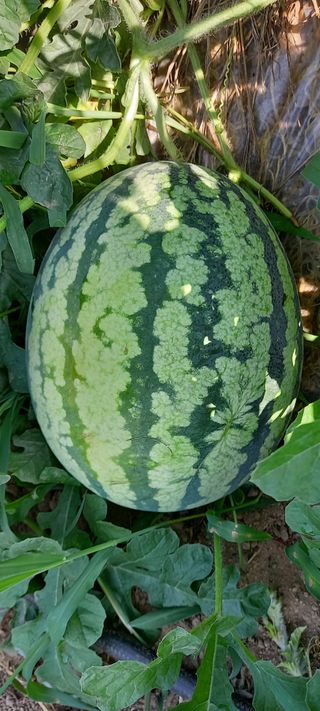 고병길님의 자유주제 · 자유게시판 작성글 사진