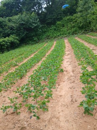인생은 소풍처럼님의 자유주제 · 자유게시판 작성글 사진