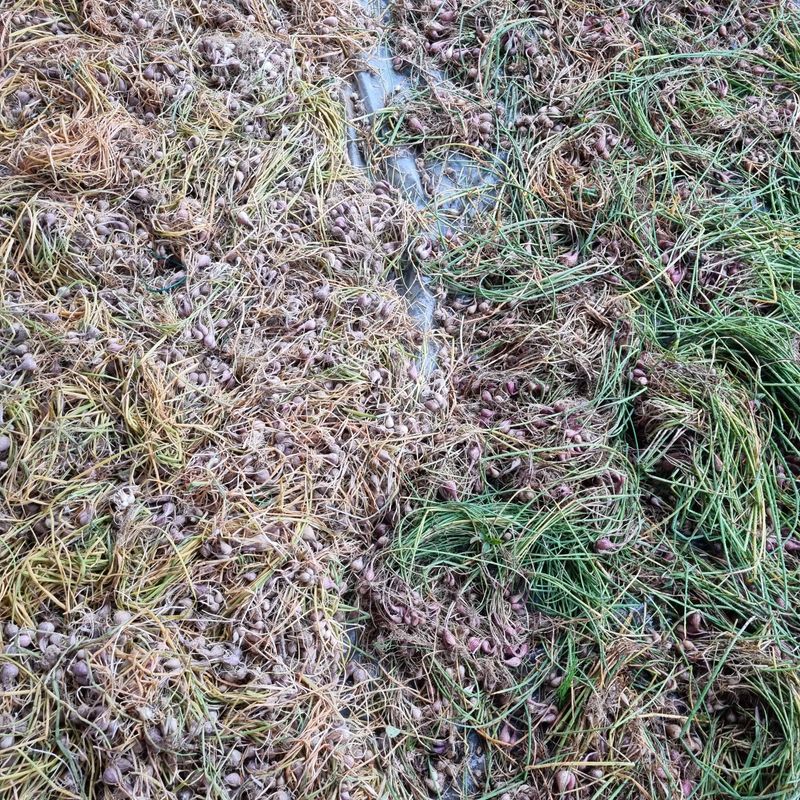 훈&팜님의 장터 판매 상품 [달래파 1kg] 첨부 사진