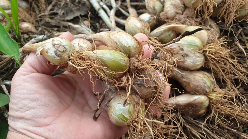 농부아내님의 장터 판매 상품 [유황으로 키운 토종쪽파 종구 ] 첨부 사진