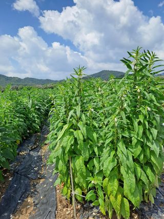 성실한 농부님의 자유주제 · 자유게시판 작성글 사진