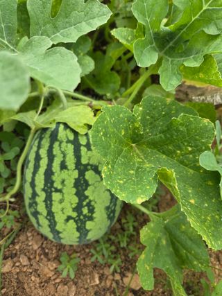 장안님의 자유주제 · 자유게시판 작성글 사진