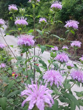 혁이네농원님의 자유주제 · 자유게시판 작성글 사진