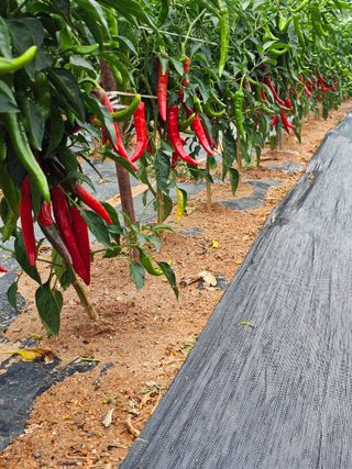 김문철님의 자유주제 · 자유게시판 작성글 사진