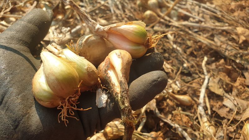 농부아내님의 장터 판매 상품 [유황으로 키운 토종쪽파 종구 ] 첨부 사진