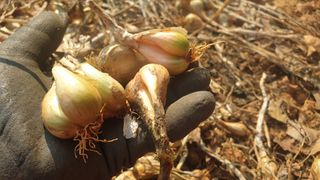 농부아내님의 작성글 사진