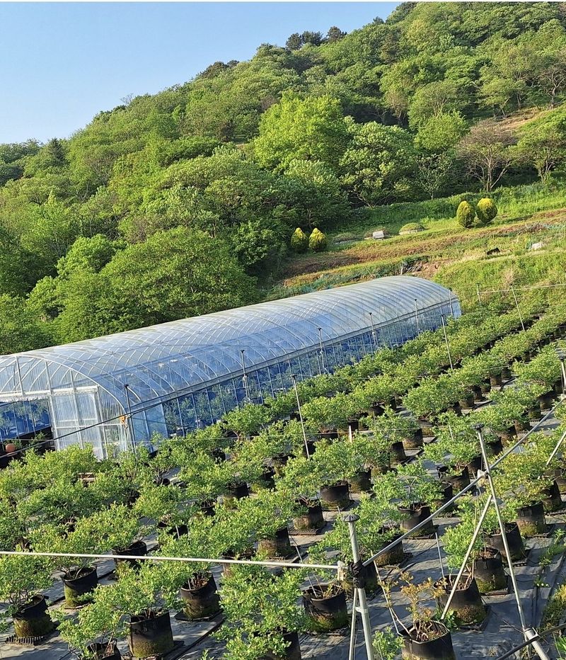 하동베리굿베리팜님의 장터 판매 상품 [국내산 생과 블루베리1kg] 첨부 사진