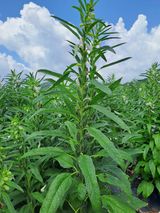 팜모닝 자유주제·자유게시판 게시글 이미지