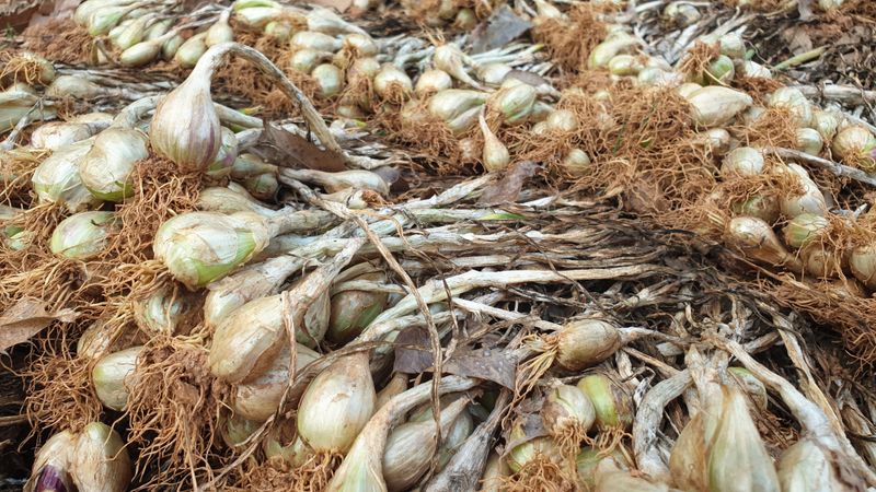 농부아내님의 장터 판매 상품 [유황으로 키운 토종쪽파 종구 ] 첨부 사진