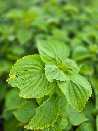우리농장주님의 자유주제 · 자유게시판 작성글 사진
