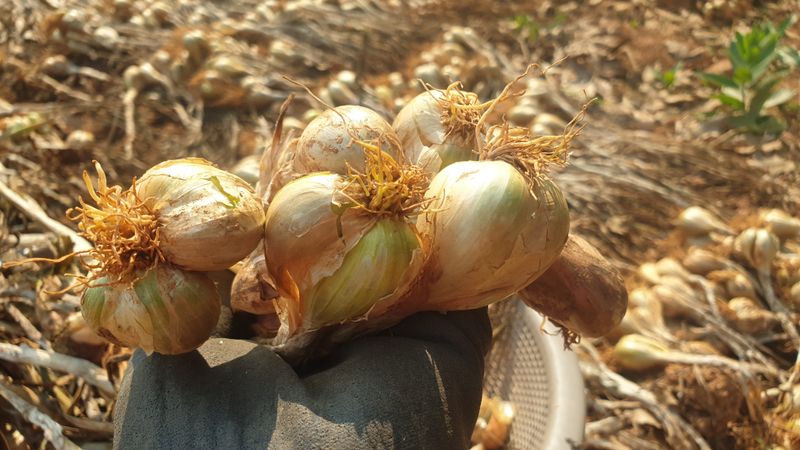 장터 상품 [유황으로 키운 토종쪽파 종구 ] 썸네일