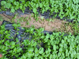 준영농장 출석왕.님의 자유주제 · 사진전 작성글 사진