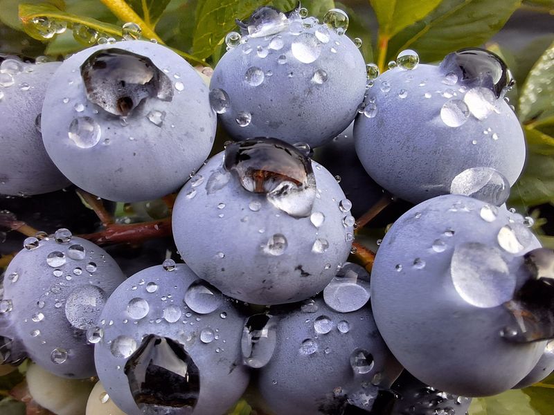 하동베리굿베리팜님의 장터 판매 상품 [국내산 생과 블루베리1kg] 첨부 사진