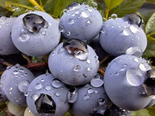 하동베리굿베리팜님의 작성글 사진