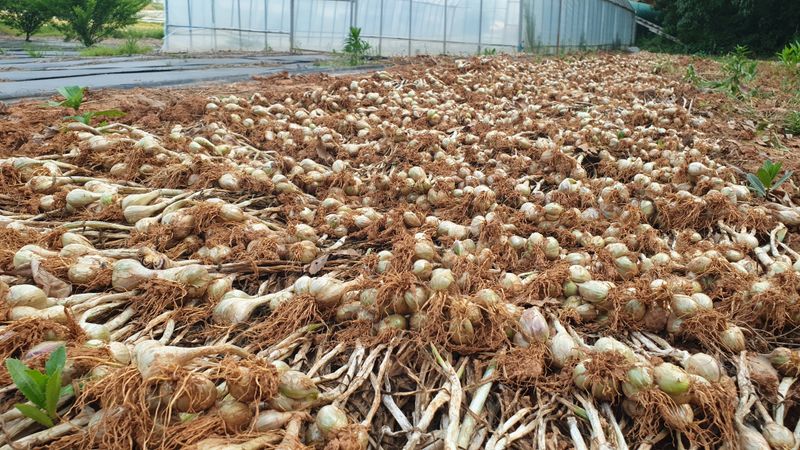 농부아내님의 장터 판매 상품 [유황으로 키운 토종쪽파 종구 ] 첨부 사진