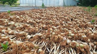 농부아내님의 작성글 사진