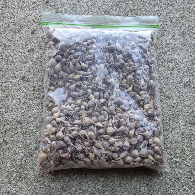 장터 상품 [달래파 1kg] 썸네일