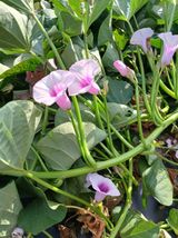 팜모닝 농사, 무엇이든 물어보세요!·참여글 게시글 이미지