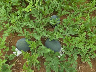 장안님의 자유주제 · 자유게시판 작성글 사진