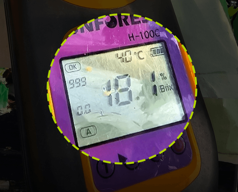 스피드번님의 장터 판매 상품 [고당도 샤인머스켓] 첨부 사진