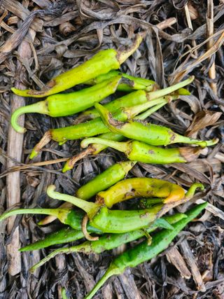 HJK님의 고추 · 병해충상담 작성글 사진