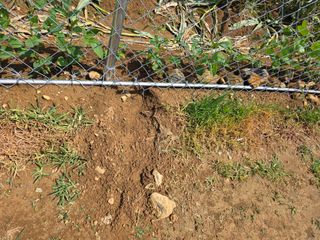 _고성농장님의 자유주제 · 자유게시판 작성글 사진