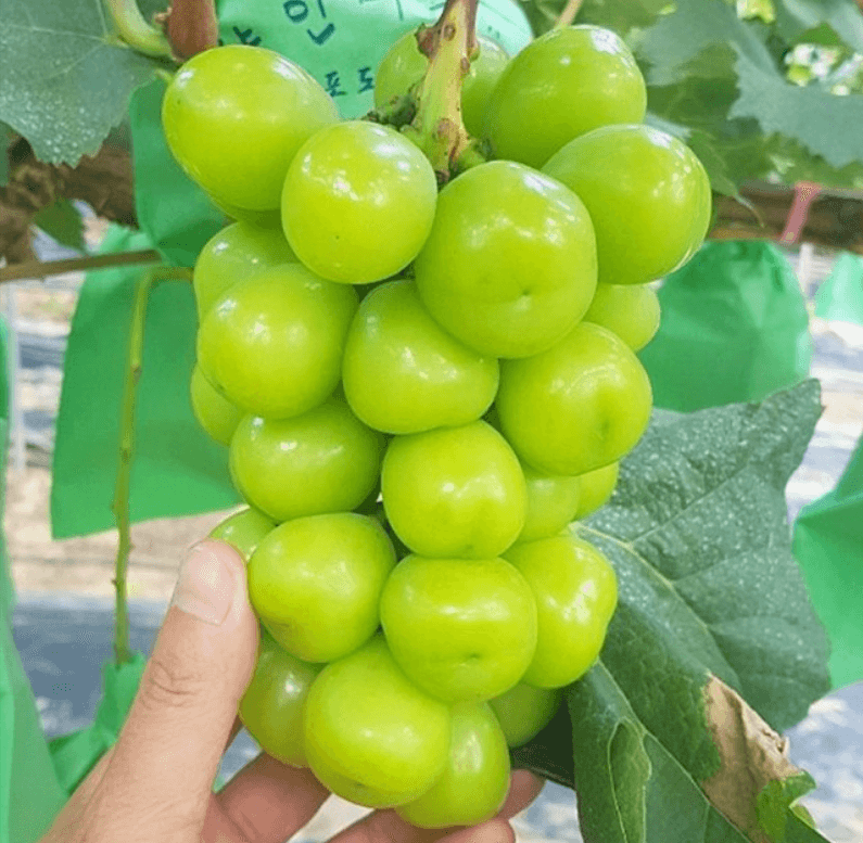 장터 상품 [고당도 샤인머스켓] 썸네일