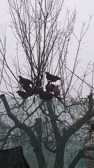 이천산수유3대농부님의 작성글 사진