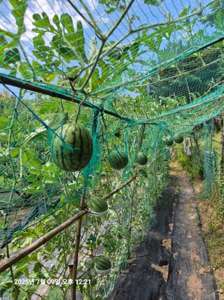 멧돼지와전쟁님의 자유주제 · 자유게시판 작성글 사진