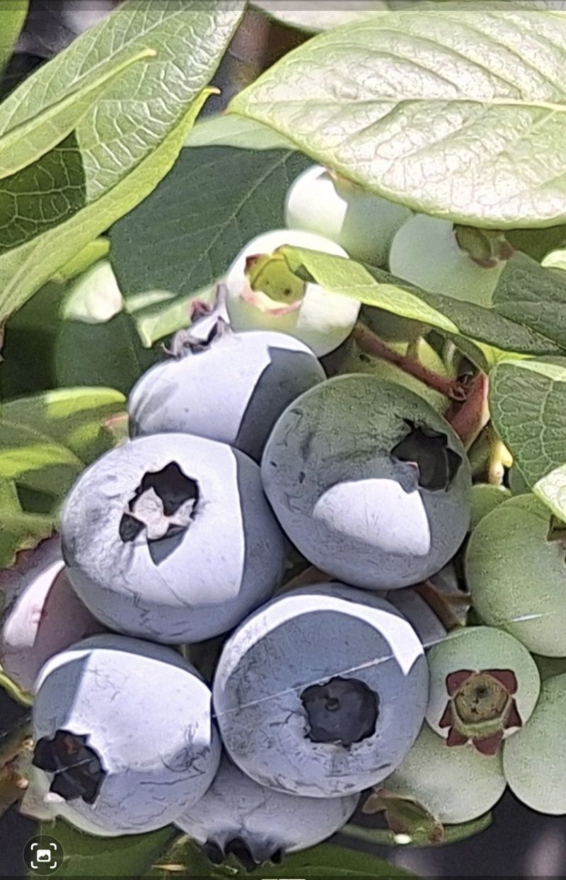 하동베리굿베리팜님의 장터 판매 상품 [국내산 생과 블루베리1kg] 첨부 사진