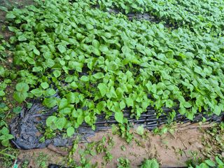 준영농장 출석왕.님의 자유주제 · 사진전 작성글 사진