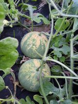 팜모닝 자유주제·자유게시판 게시글 이미지