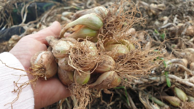 농부아내님의 장터 판매 상품 [유황으로 키운 토종쪽파 종구 ] 첨부 사진