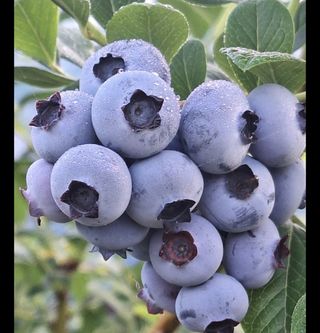 하동베리굿베리팜님의 작성글 사진