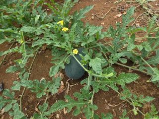 장안님의 자유주제 · 자유게시판 작성글 사진