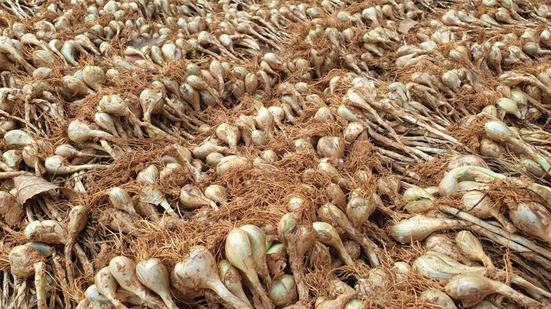 농부아내님의 장터 판매 상품 [유황으로 키운 토종쪽파 종구 ] 첨부 사진