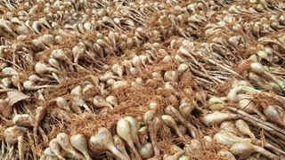 농부아내님의 작성글 사진