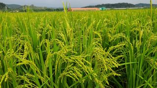 엔피코뉴스님의 자유주제 · 자유게시판 작성글 사진