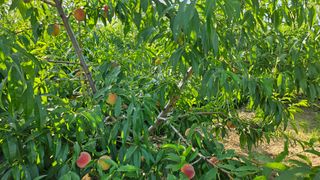 김호영님의 자유주제 · 자유게시판 작성글 사진