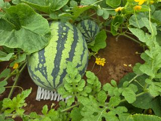 장안님의 자유주제 · 자유게시판 작성글 사진