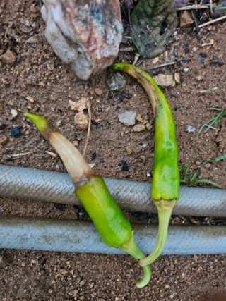 HJK님의 고추 · 병해충상담 작성글 사진