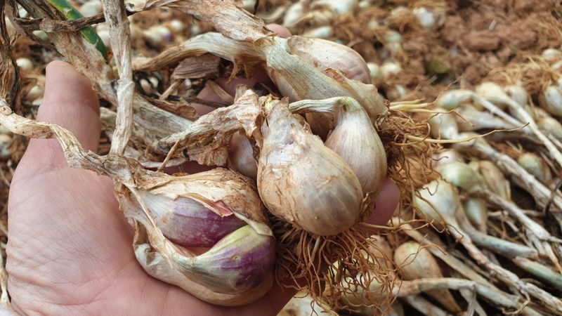 농부아내님의 장터 판매 상품 [유황으로 키운 토종쪽파 종구 ] 첨부 사진