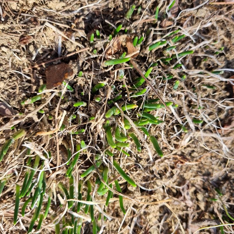 훈&팜님의 장터 판매 상품 [달래파 1kg] 첨부 사진