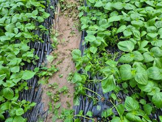 준영농장 출석왕.님의 자유주제 · 사진전 작성글 사진