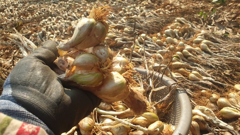 농부아내님의 장터 판매 상품 [유황으로 키운 토종쪽파 종구 ] 첨부 사진
