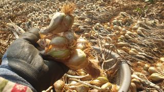 농부아내님의 작성글 사진