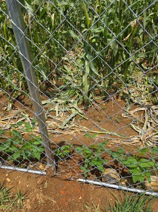 _고성농장님의 자유주제 · 자유게시판 작성글 사진