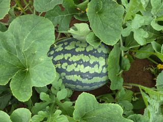 장안님의 자유주제 · 자유게시판 작성글 사진