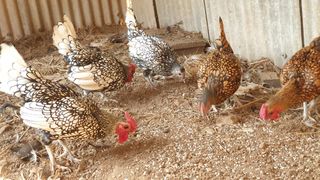 이천산수유3대농부님의 작성글 사진