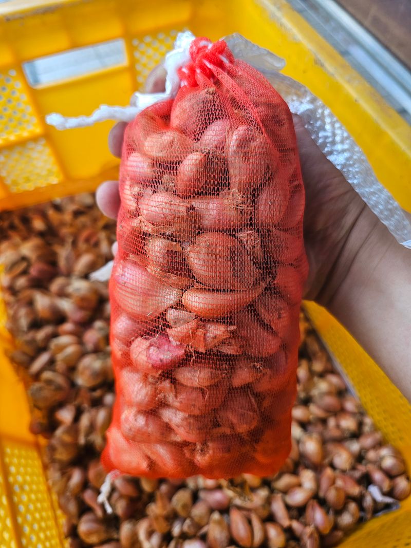 장터 상품 [[쪽파씨앗] 25년 햇쪽파 종구 500g ] 썸네일